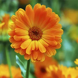 Невен — подкрепя възстановяването