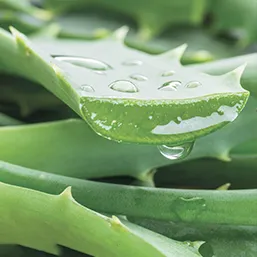 Алое вера — хидратира и охлажда