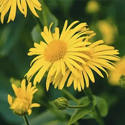 Арника — подпомага успокояването на кожата